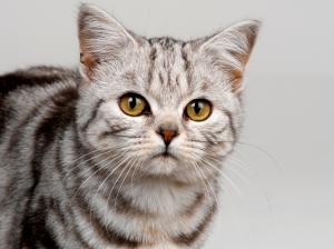 Gray striped cat close-up, yellow eyes wallpaper thumb