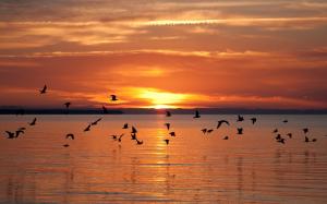 Latvian landscapes, fly birds, lake, sunset wallpaper thumb