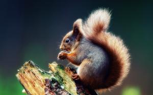 Cute squirrel on a tree branch wallpaper thumb