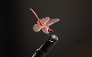 Pink Dragonfly, Wings, Black Background wallpaper thumb