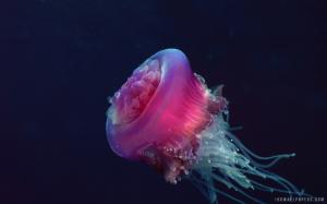 Crown Jellyfish wallpaper thumb