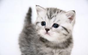 Cute kitten cat wallpaper thumb