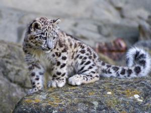 Cute snow leopard baby wallpaper thumb