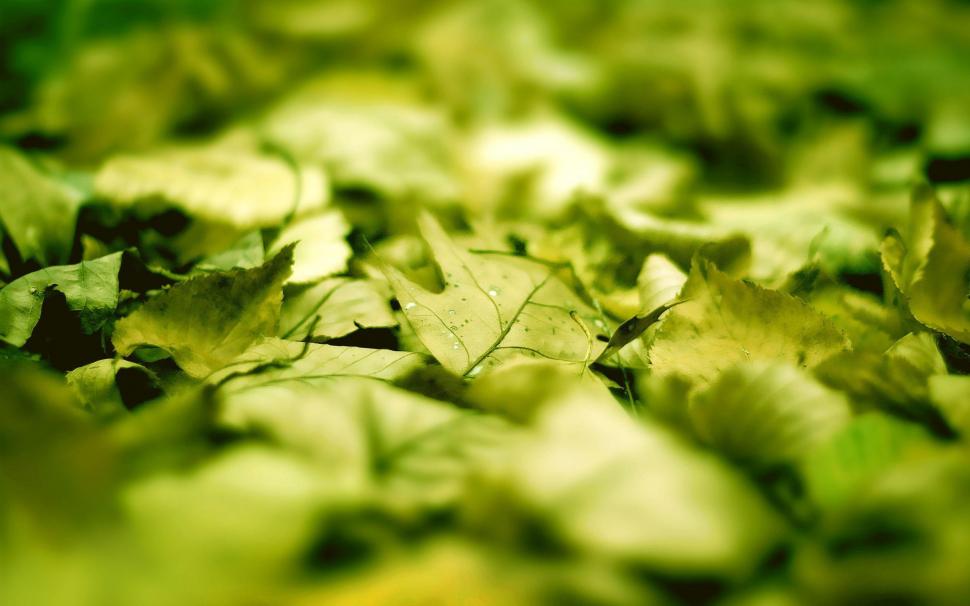 Green leaves close-up wallpaper,photography HD wallpaper,2560x1600 HD wallpaper,leaf HD wallpaper,2560x1600 wallpaper