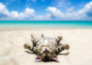 Funny cat lying on beach wallpaper thumb