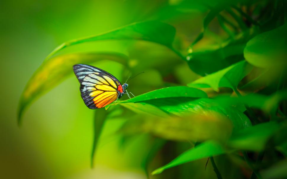 Butterfly, insect, plant, green leaves wallpaper,Butterfly HD wallpaper,Insect HD wallpaper,Plant HD wallpaper,Green HD wallpaper,Leaves HD wallpaper,1920x1200 wallpaper