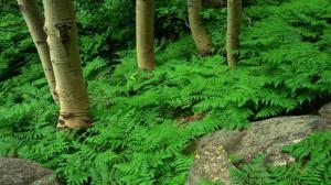 Green Fern In The Forest wallpaper thumb