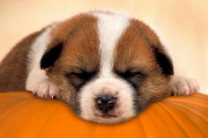 Cute sleeping puppy wallpaper thumb