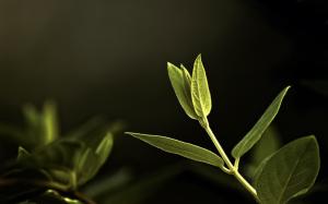 Leaves Macro Plant HD wallpaper thumb