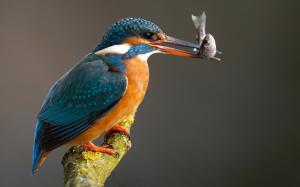 Kingfisher catching a fish wallpaper thumb