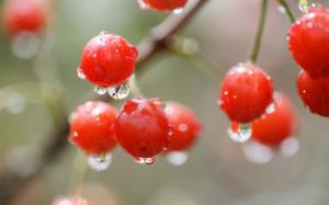 Red cherry, berry, water drops, rain, bokeh wallpaper thumb