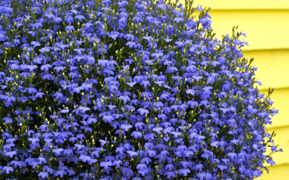Purple Lantana wallpaper,nature HD wallpaper,lantana HD wallpaper,purple HD wallpaper,flowers HD wallpaper,nature & landscapes HD wallpaper,1920x1200 wallpaper