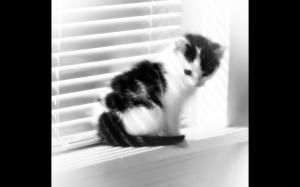 Fuzzy Window Kitten wallpaper thumb
