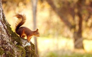 Squirrel at Tree wallpaper thumb