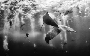 Nature, Landscape, Whale, Scuba Diving, Sea, Monochrome, Underwater wallpaper thumb