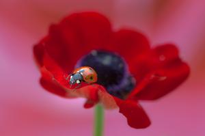 Ladybug on flower wallpaper thumb