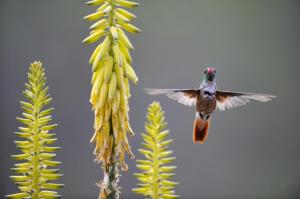 Amazilia Hummingbird Feeding On An Agave Flower Peru wallpaper thumb