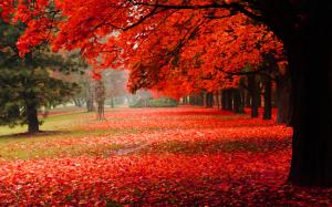 Nature scenery, park, autumn, red foliage wallpaper thumb