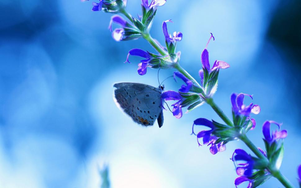 Flower with butterfly, blue glare wallpaper,Flower HD wallpaper,Butterfly HD wallpaper,Blue HD wallpaper,Glare HD wallpaper,1920x1200 wallpaper