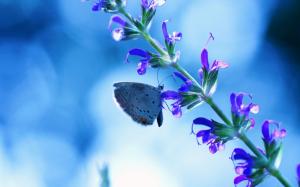 Flower with butterfly, blue glare wallpaper thumb