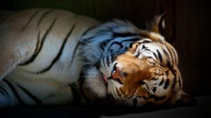 Tiger sleeping wallpaper thumb