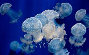 Animal, Jellyfish, Blue, Small, Photography wallpaper thumb