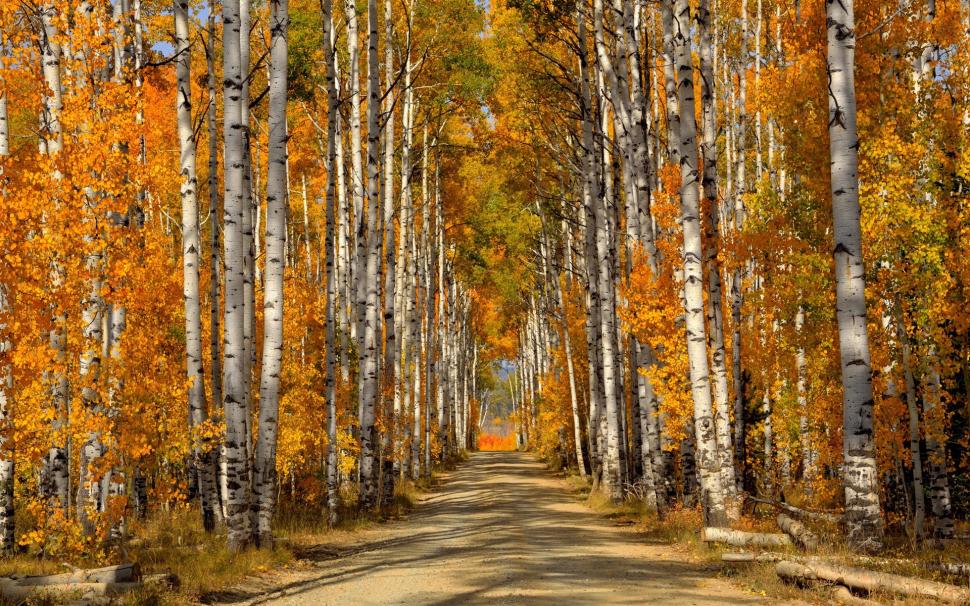 Forest, trees, birch leaves, autumn, road wallpaper,Forest HD wallpaper,Trees HD wallpaper,Birch HD wallpaper,Leaves HD wallpaper,Autumn HD wallpaper,Road HD wallpaper,1920x1200 wallpaper