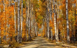 Forest, trees, birch leaves, autumn, road wallpaper thumb