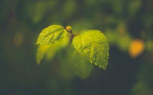 Leaves Water Drops Blur Green HD wallpaper thumb