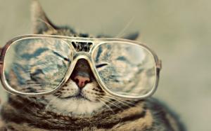 Cats Animals Glasses Magazine wallpaper thumb