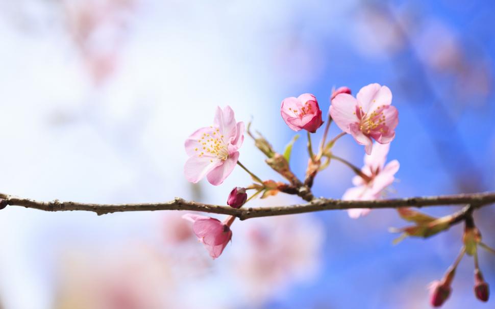 Spring cherry blossoms close-up, blurred background wallpaper,Spring HD wallpaper,Cherry HD wallpaper,Blossoms HD wallpaper,Blurred HD wallpaper,Background HD wallpaper,1920x1200 wallpaper