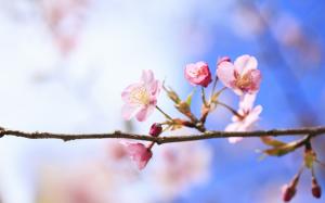 Spring cherry blossoms close-up, blurred background wallpaper thumb