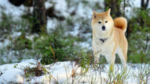 Dog In Winter Forest wallpaper thumb