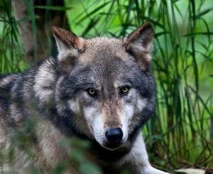 Wolf Predator wallpaper thumb