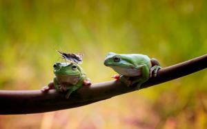 Frogs Couple wallpaper thumb