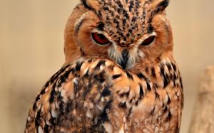 Desert Eagle Owl wallpaper thumb