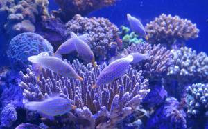 Aquarium, blue fish, coral wallpaper thumb