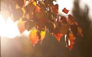 Leaves Warm Autumn HD wallpaper thumb