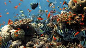 Colorful Underwater Fish wallpaper thumb