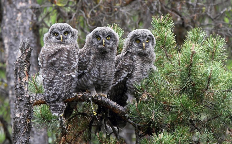 The great gray owl, three owls wallpaper,Great HD wallpaper,Gray HD wallpaper,Owl HD wallpaper,Three HD wallpaper,1920x1200 wallpaper