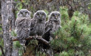 The great gray owl, three owls wallpaper thumb