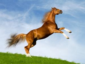 Horse, Animals, Yelling To Sky, Yellow, Grass, Blue Sky, Photography wallpaper thumb