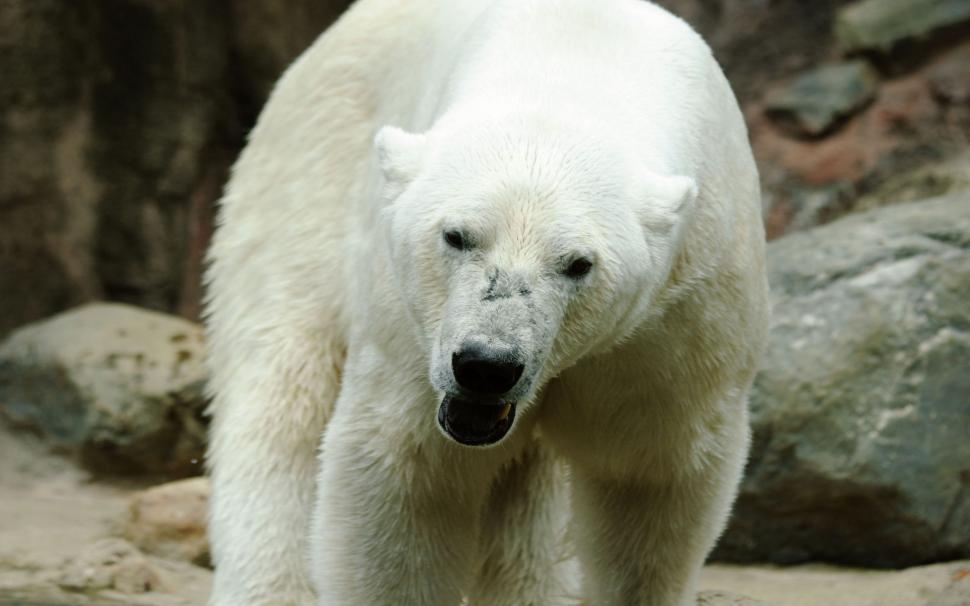 Polar Bear Bear HD wallpaper,animals HD wallpaper,bear HD wallpaper,polar HD wallpaper,2560x1600 wallpaper