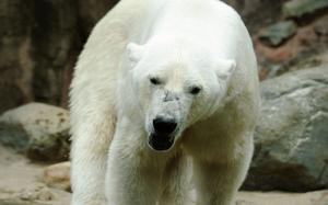 Polar Bear Bear HD wallpaper thumb