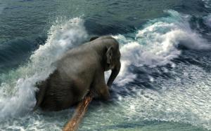 Elephant In The Surf wallpaper thumb