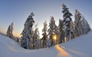 Snowy firs in the sunset light wallpaper thumb