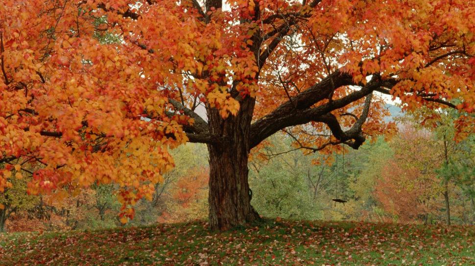 Autumn Tree wallpaper,orange HD wallpaper,tree HD wallpaper,autumn HD wallpaper,nature & landscapes HD wallpaper,1920x1080 wallpaper
