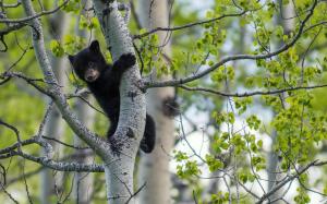 Black bear, birch tree wallpaper thumb