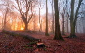 Sunrise in the forest, trees, fog, morning wallpaper thumb