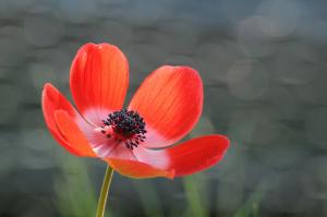 Anemone red flower wallpaper thumb